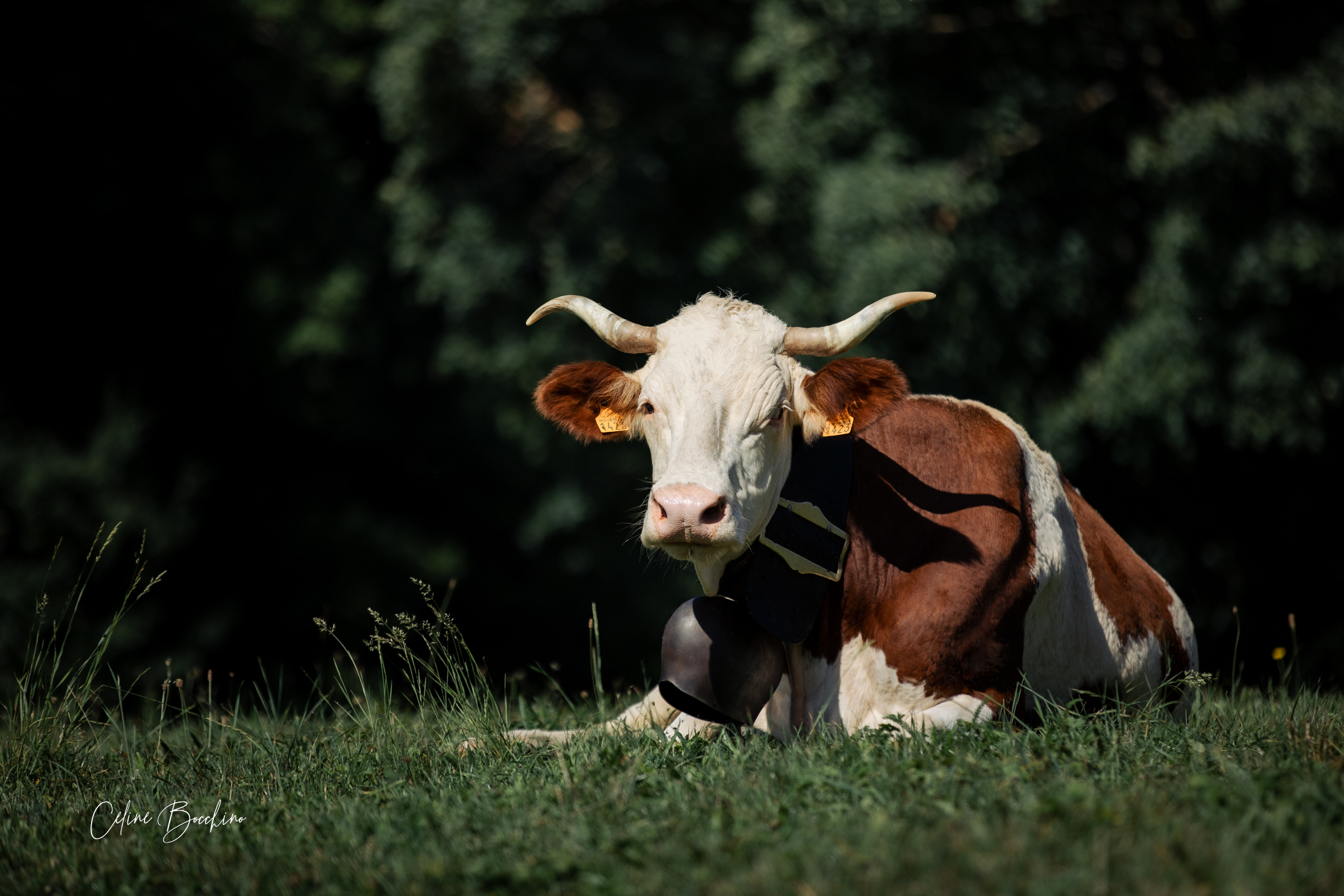 Troupeau GAEC Normand