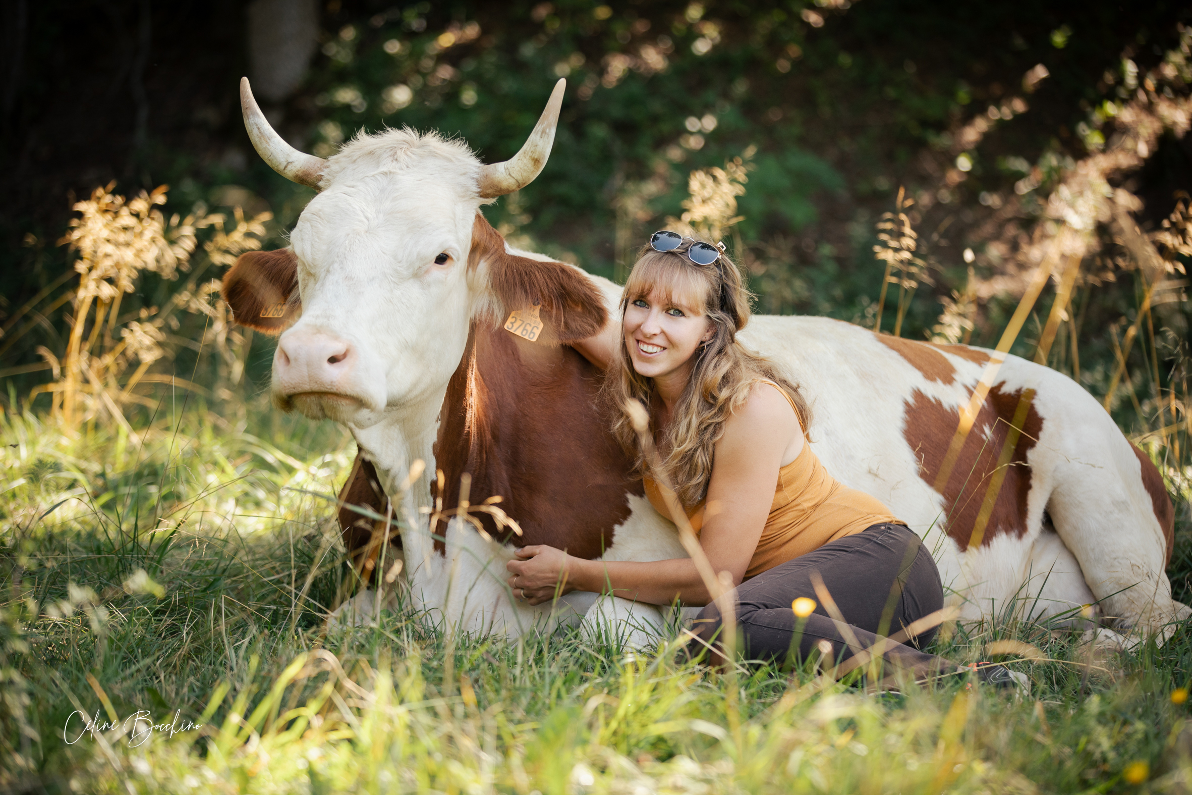 Troupeau GAEC Normand