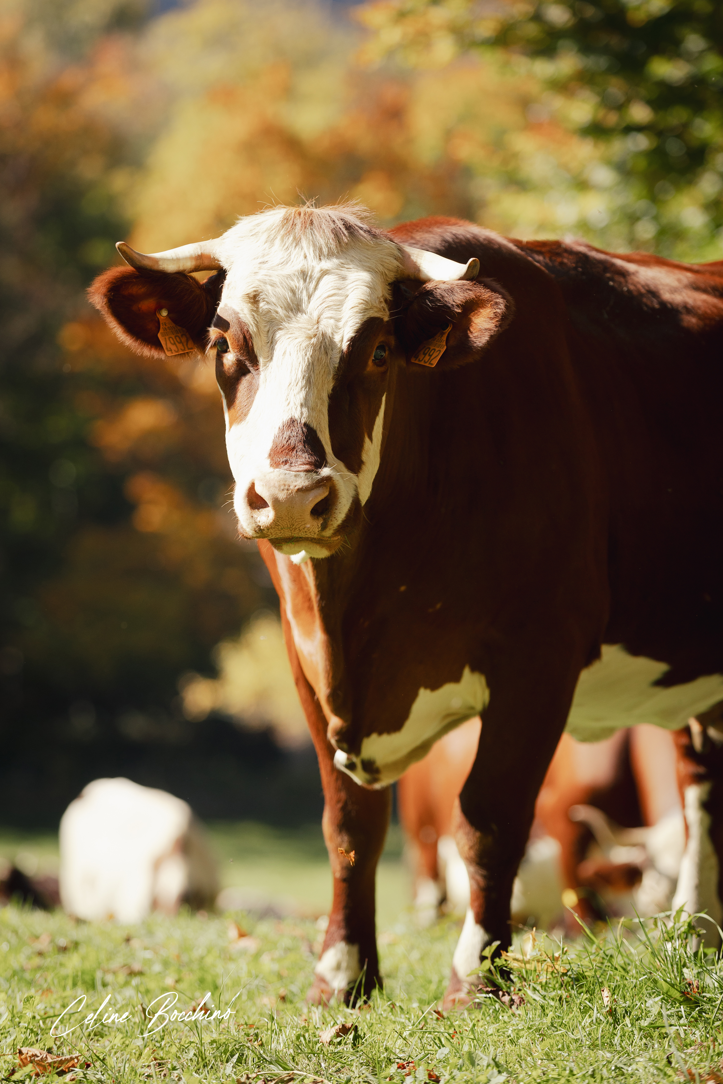 Troupeau GAEC Normand