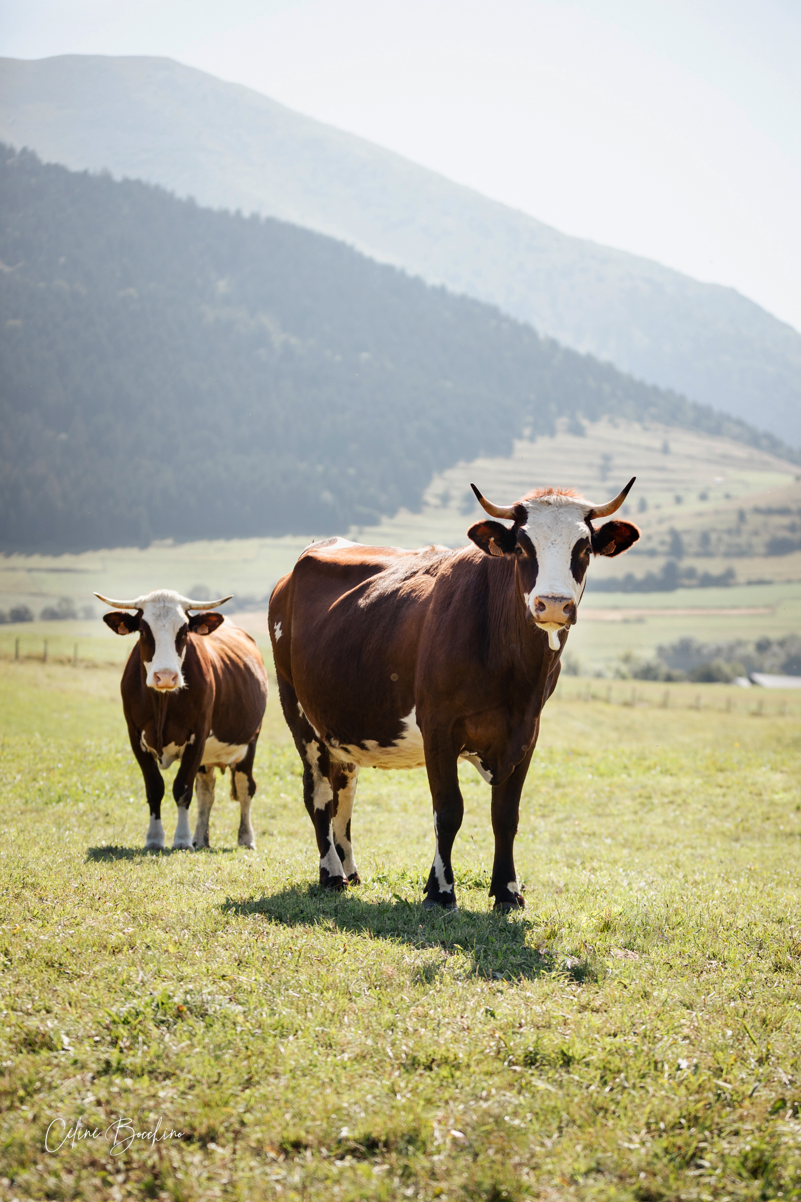 Troupeau GAEC Normand