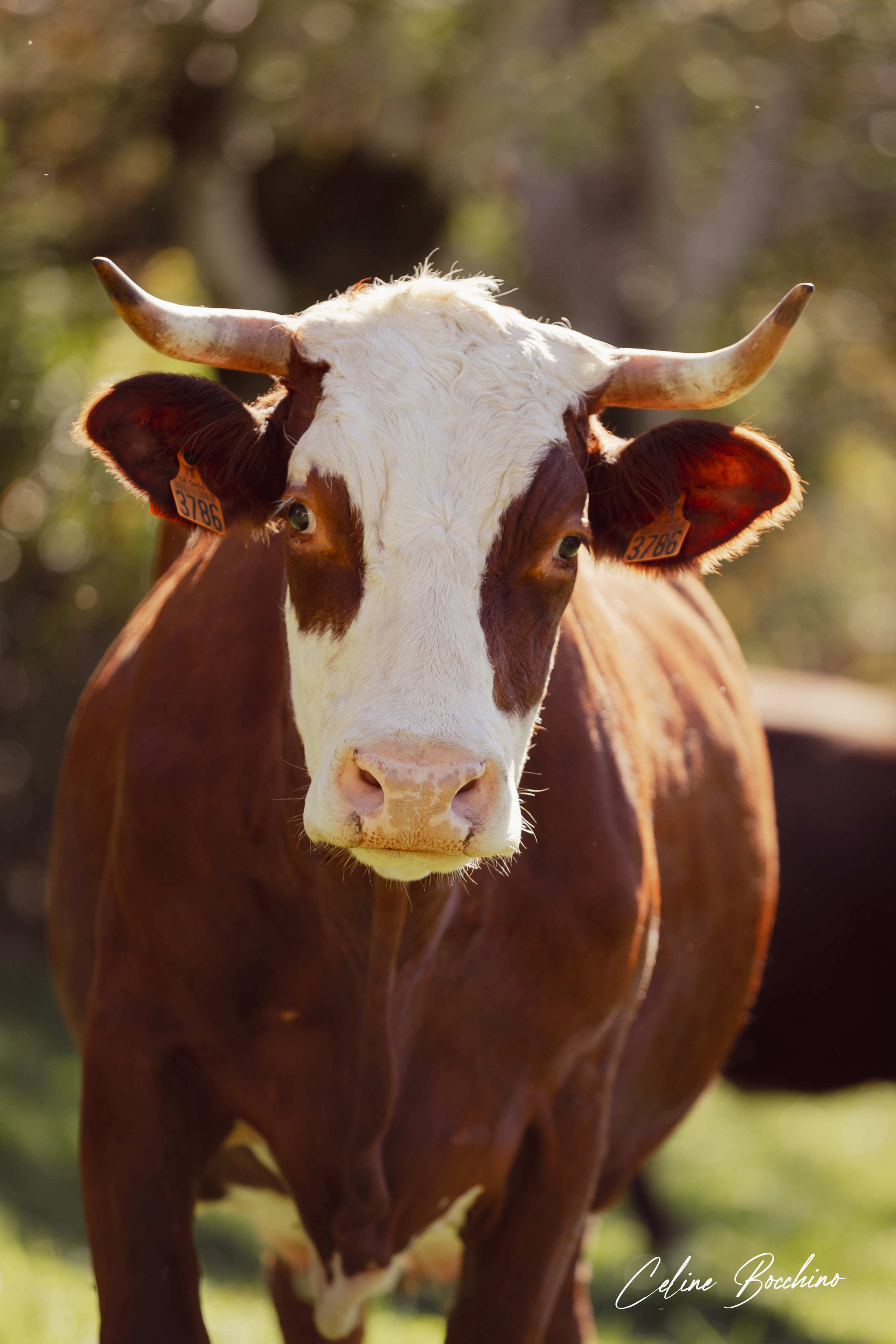 Troupeau GAEC Normand