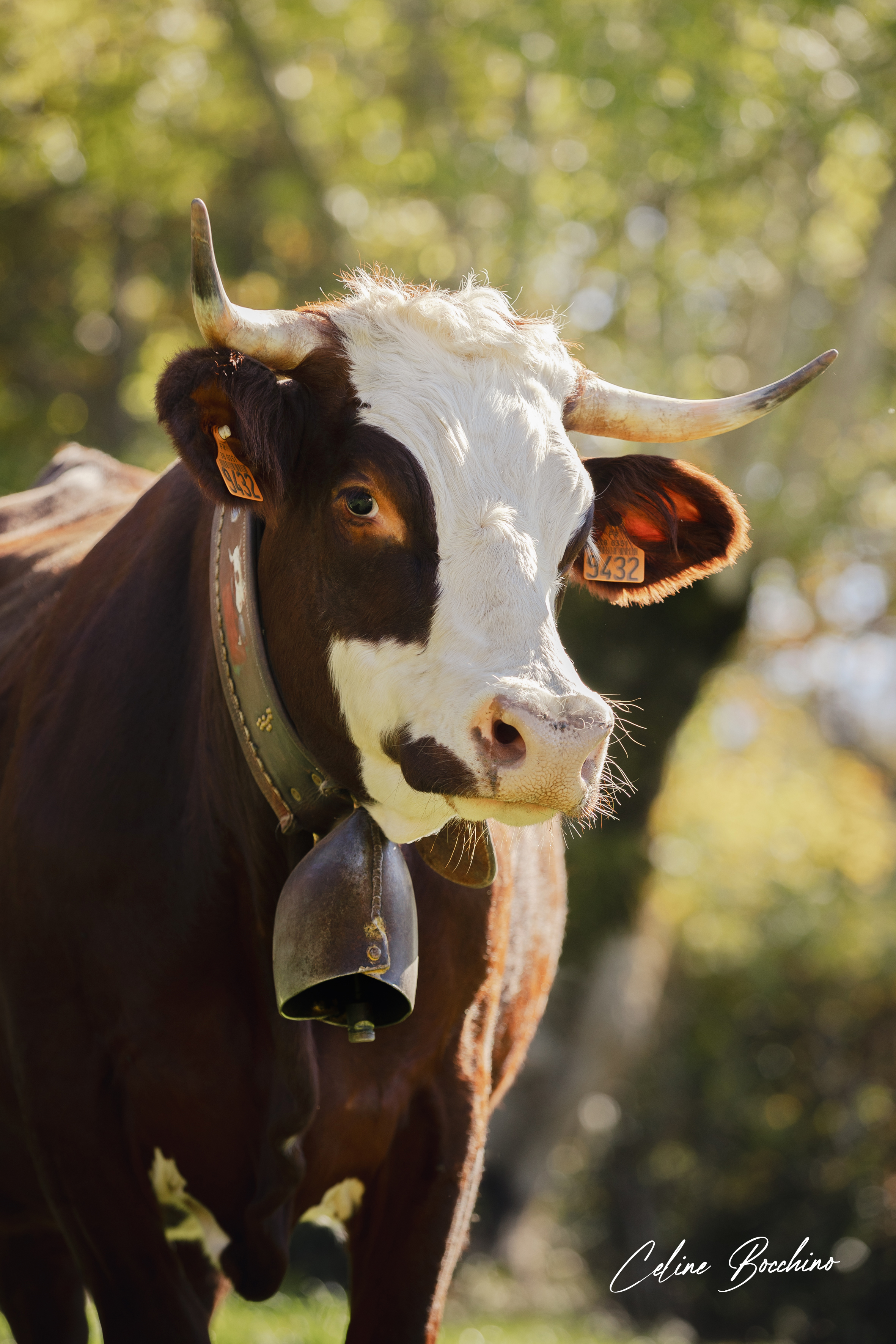 Troupeau GAEC Normand