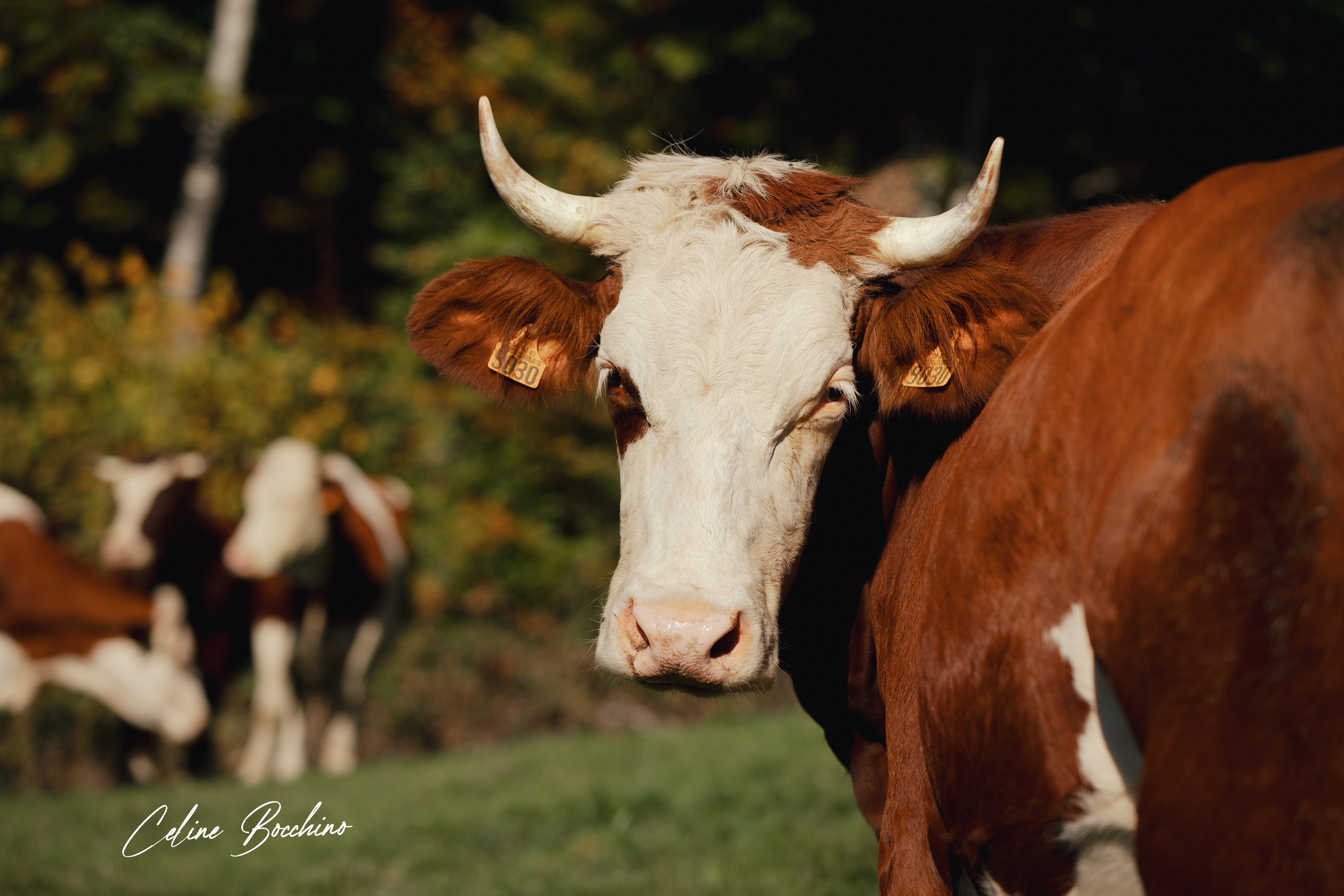 Troupeau GAEC Normand