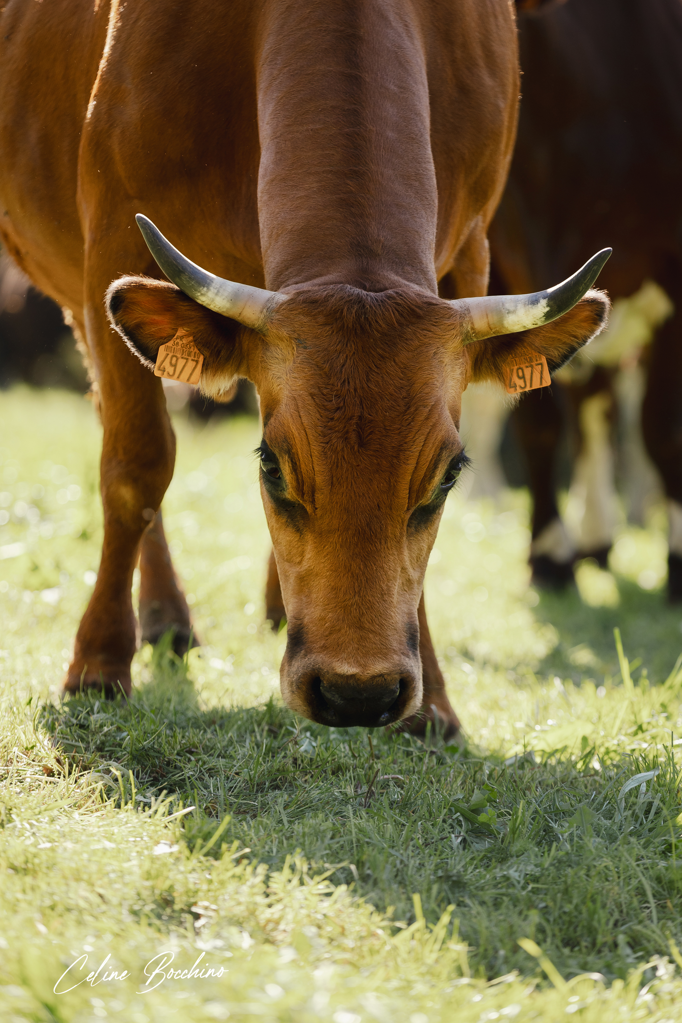 Vaches du GAEC Normand